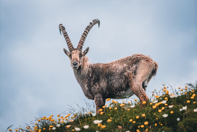 Asiatic Ibex