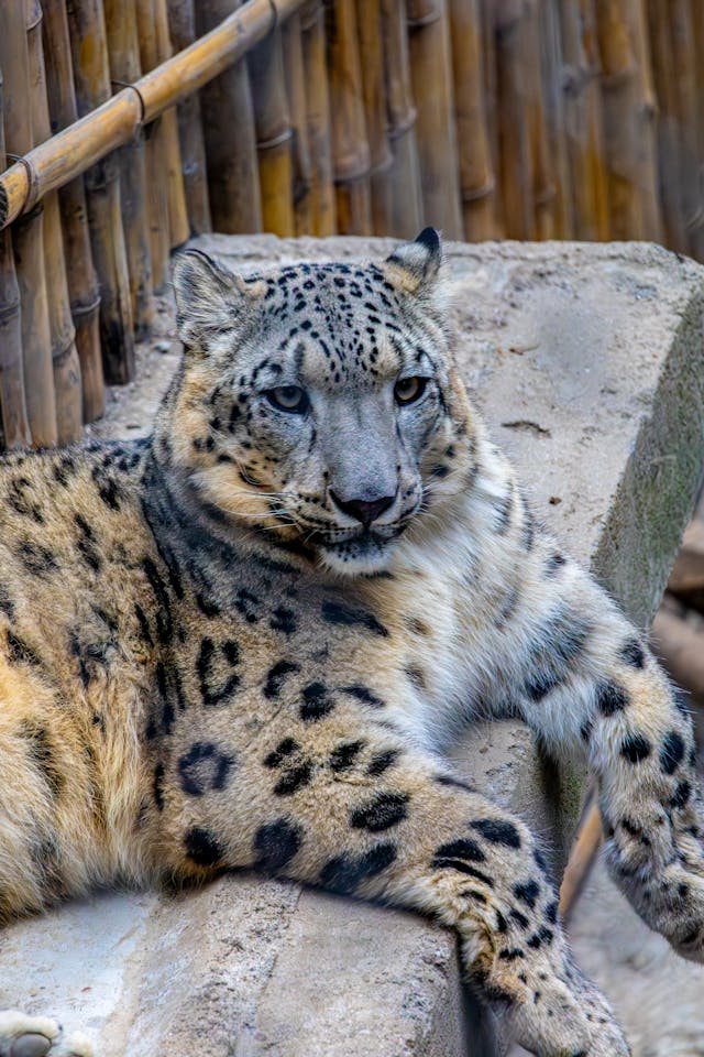 snow leopard resting on their stone
