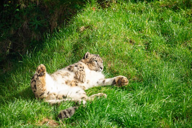 Snow Leopard found in a mountain area