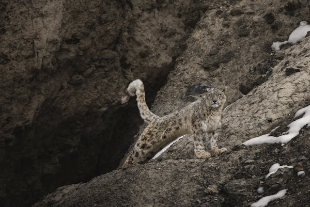 Snow Leopard found in a mountain area