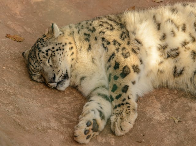 Snow Leopard sleeping