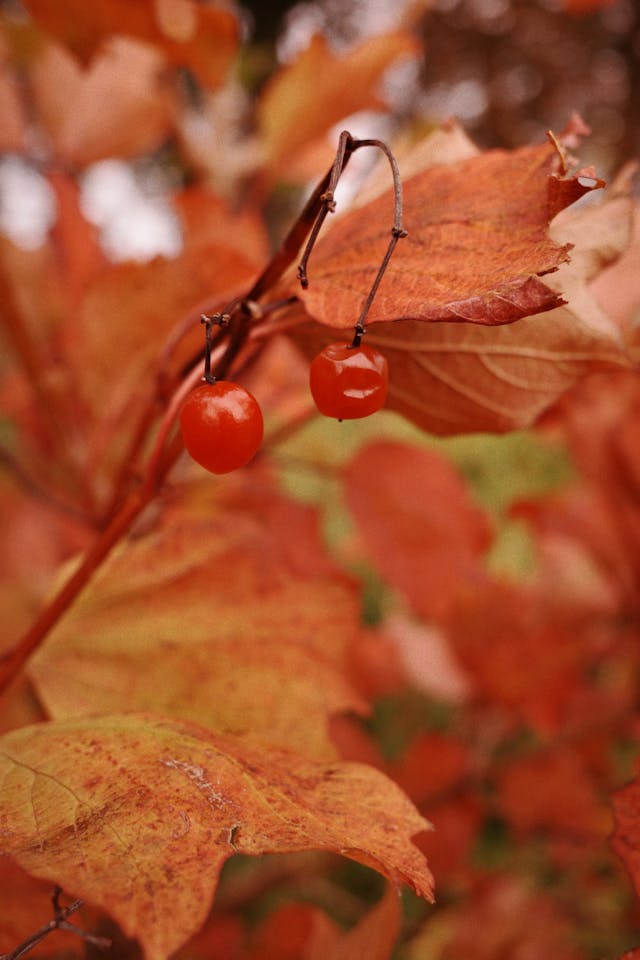 landscape trees and cherry